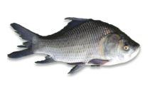 Carps